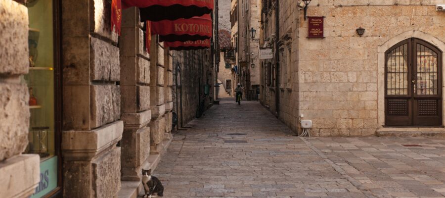 Zdjęcie do artykułu: Koty a podróże – co zrobić, by nie stresować zwierzaka